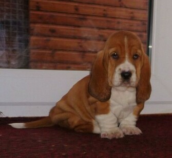 Basset Hound Puppies