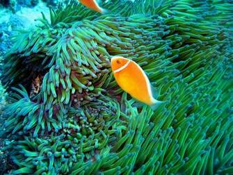 Ocean Reef Wallpaper