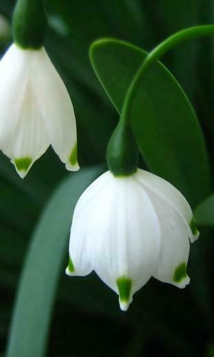 White Flower Cell Phone Wallpaper HD For
