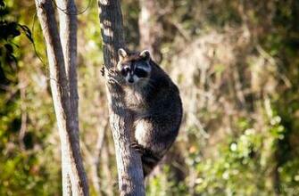 Raccoon Wallpaper HD Early
