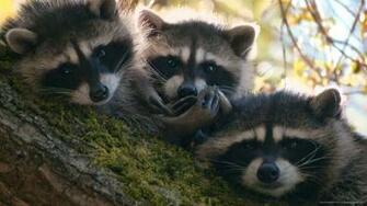 Blackberry iPad Three Raccoons Screensaver For Kindle3 And Dx
