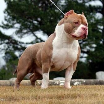 Pitbull American Bully Wallpaper