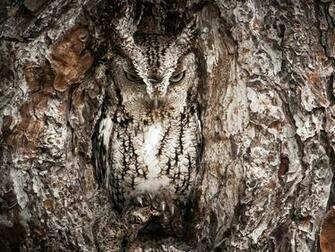 Okefenokee Swamp Photo Screech Owl Wallpaper National Geographic