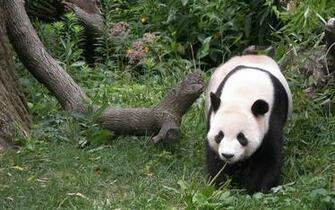 Giant Panda HD Wallpaper High Definition