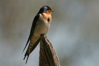 Tree Swallows Pictures HD Wallpaper Animals And Birds