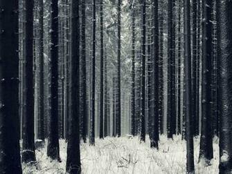 Dark Woods Wallpaper HD Net