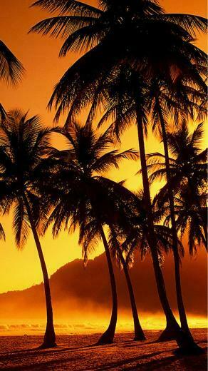 Nature Sunset Beach Coconut Grove iPhone Plus Wallpaper