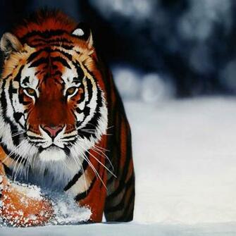 Tiger iPad Wallpaper Jpg Tigre Pasi N