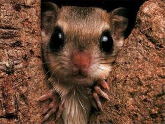 Rat Wallpaper Image And Animal Desktop Background Try