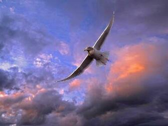 Wallpaper Animal Bird Wonderful Flying