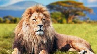 Wallpaper Details Name African Lion Safari Close Up 4k