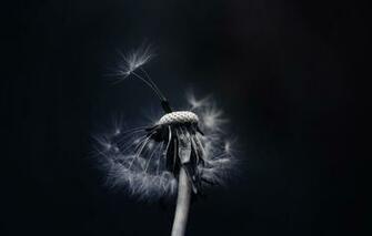 Wallpaper Dandelion Fuzzes Black Background Image For Desktop