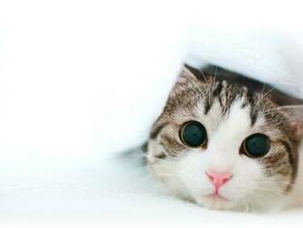 Cats Nature My Cat Wallpaper Desktop Hq Background HD