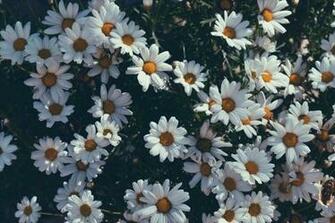 Eat Explore Encourage Desktop Wallpaper Springflowers