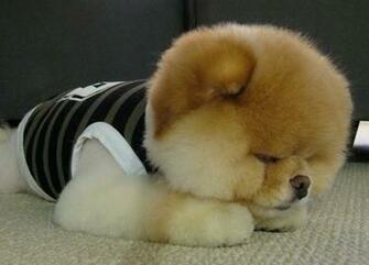 Cute Boo Dog Wallpaper Jpg