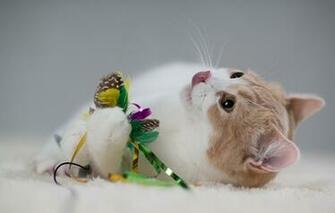 3d Animated Screensavers Cats Android Wallpaper To Your Cell