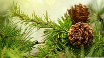 Pine Cones Wallpaper