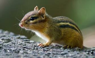 Chipmunk Wallpaper