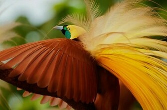 Bird Of Paradise Choice Wallpaper