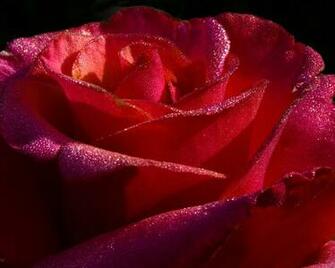 Red Roses Desktop Wallpaper High Definition