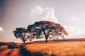 HD Wallpaper Trees Rvores Desert Deserto Road Estrada Sky