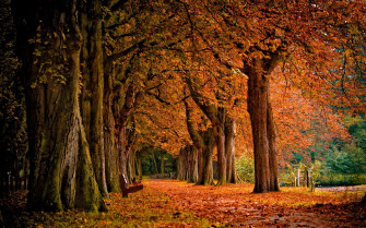 Best Autumn Mac Wallpaper HD Allmacwallpaper