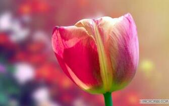 Gallery For Gt Colorful Flowers Background Wallpaper