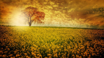 8k Ultra HD Resolution Desktop Wallpaper
