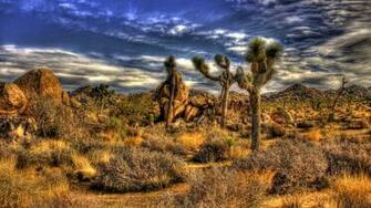 Collection National Park Erde Natur Joshua Tree