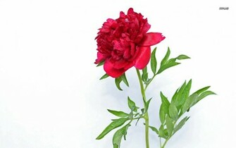 Peony Wallpaper