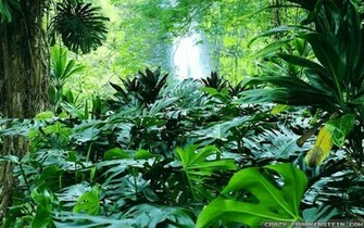 Amazon Tropical Summer Forest Wallpaper X Rainforest