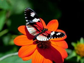 Tag Butterfly Desktop Background Wallpaper Photos Image And