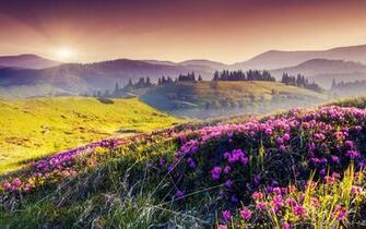 Nature Landscape Hills Flowers Field HD Wallpaper