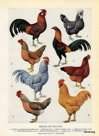 Vintage Roosters By Sandmarg