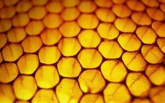 Windows Honeycomb Bees Wallpaper
