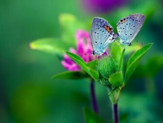 Butterfly Flower Wallpaper Desktop iPhone Tablet