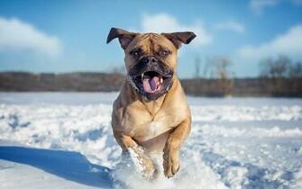 Pit Bull Widescreen Wallpaper