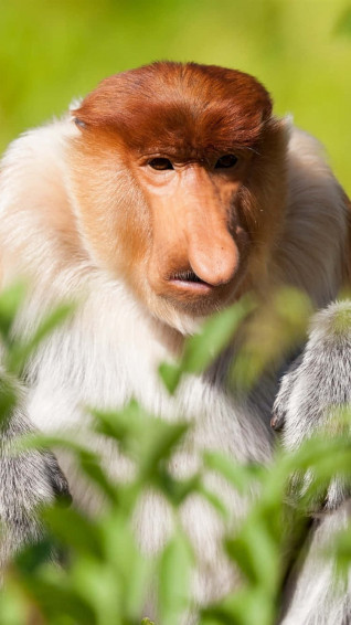 Monkey iPhone Wallpaper