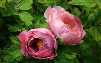 Peony Desktop Wallpaper Mayflower God HD