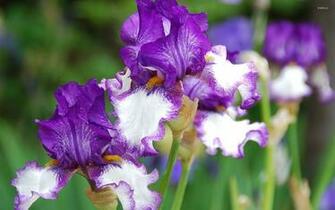 Iris Wallpaper