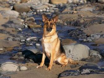 German Shepherd Dog Wallpaper