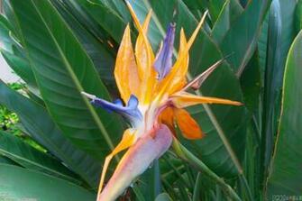 Bird Of Paradise Flower Wallpaper Open Walls