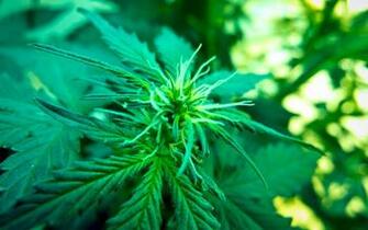 Weed Cannabis Hi Res Drugs Marijuana