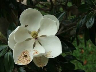 Wallpaper Southern Magnolia Flower