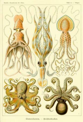 File Haeckel Gamochonia Jpg