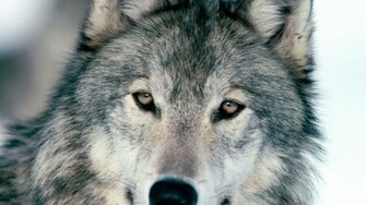 Desktop HD Wolf Wallpaper Dowload 3d Colour Design