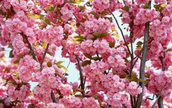 Pink Flowers Bloom Wallpaper HD