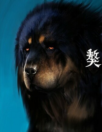 Tibetan Mastiff Exclusive HD Wallpaper
