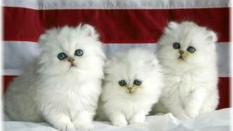 White Cats Wallpaper