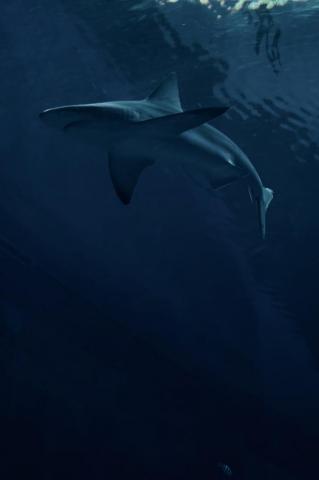 Shark Wallpaper HD Hq